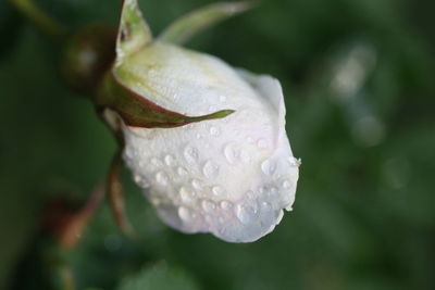 Close-up of raindrops on white rose