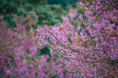 Close-up of pink flowers blooming on tree