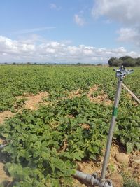 Scenic view of agricultural field against sky