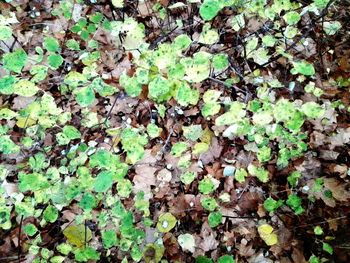 Full frame shot of ivy growing on field