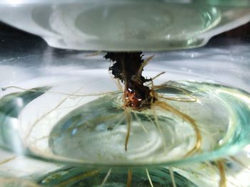 Close-up of insect on wet glass