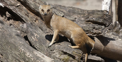 Portrait of mongoose on wood