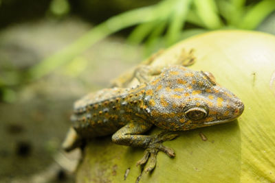 Close-up of frog