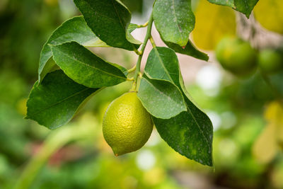 Close-up of ripening lemon on a tree