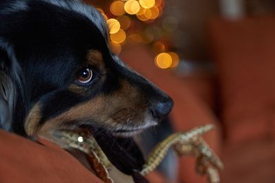 Close-up of dog looking away