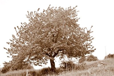 Trees on field against clear sky