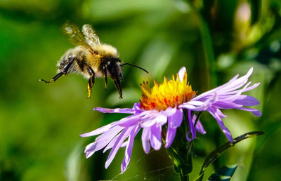 Close-up of bee pollinating on purple flower