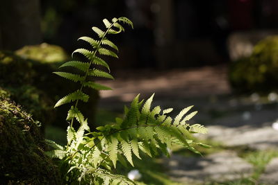 Close-up of fern leaves