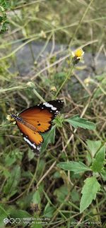 Close-up of butterfly pollinating on flower