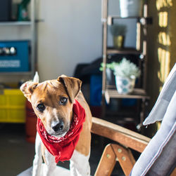 Close-up portrait of dog relaxing at home