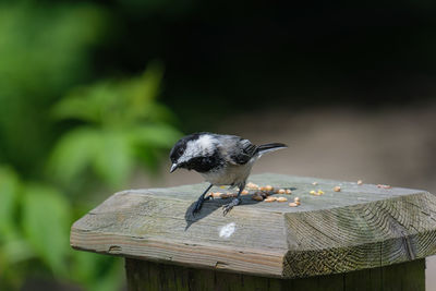 Close-up of bird perching on wood