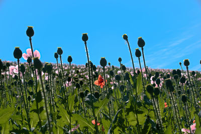 Close-up of flowering plants against clear sky