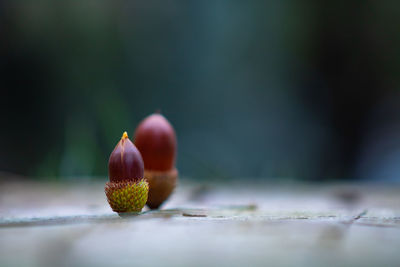 Close-up of fruit on table