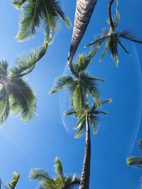 Low angle view of coconut palm tree against blue sky