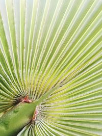 Close-up of palm leaf