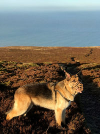 Christmas day walk with teddy bear, the sweetest dog around 