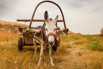 White donkey with a cart in the field, donkey with a cart looks at the camera