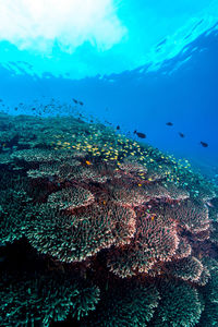 View of fish swimming underwater