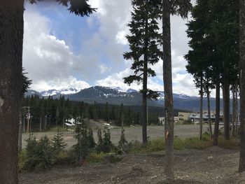 Trees on field against sky