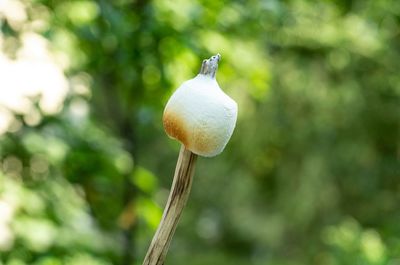 Close-up of white flower growing on tree