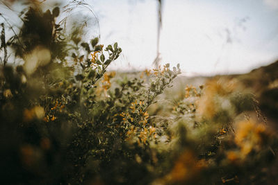 Close-up of flowering plants on field