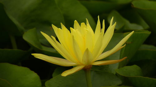 Close-up of yellow water lily