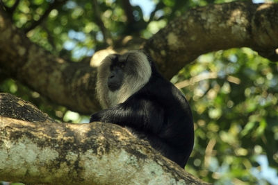 Low angle view of monkey resting on tree