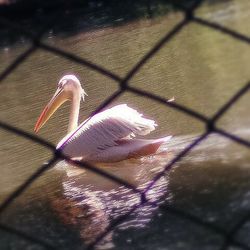 Close-up of pink feather on chainlink fence