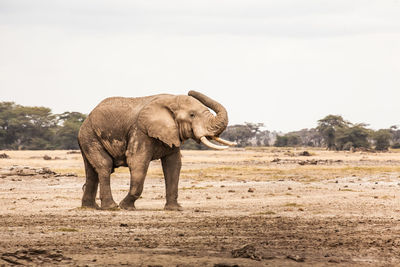 Elephant walking on field against sky