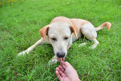 Midsection of person with dog on grass