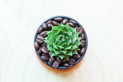 Directly above shot of potted plant on table