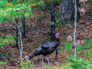 Bird in a forest