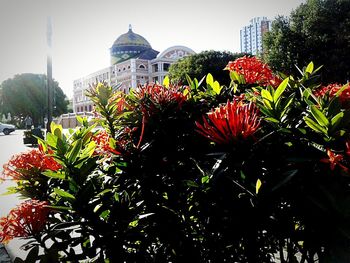 Low angle view of flowers on tree