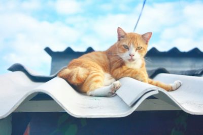 Portrait of cat relaxing on roof