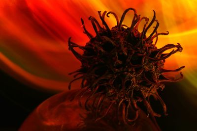 Close-up of red flower