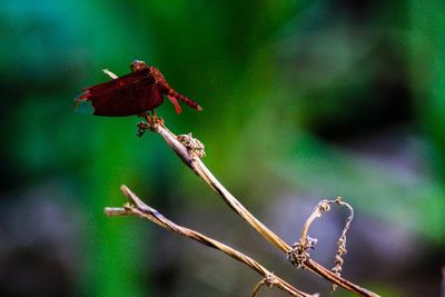 Close-up of insect on plant