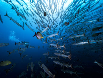 Fish swimming in sea