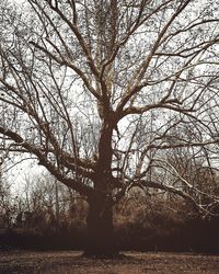 Close-up of tree against sky