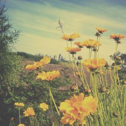 Close-up of yellow flowers blooming in field