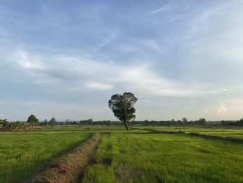 Scenic view of agricultural field against sky