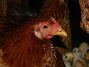 Close-up of hen