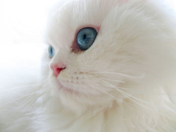 Close-up of cat looking away