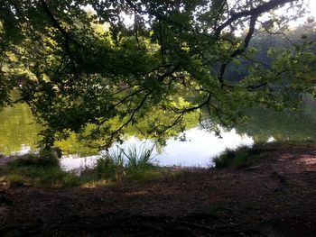 Trees on field in forest