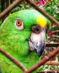 Close-up of parrot perching on branch