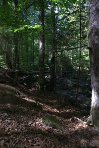 Trees in forest