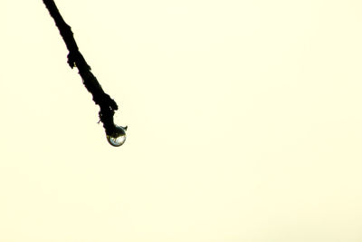 Close-up of water drop on twig against clear sky
