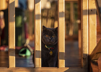 Portrait of black cat sitting on wood