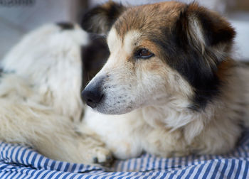 Close-up of dog resting