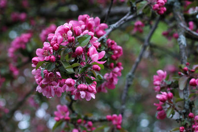 Close-up of pink flowering plant