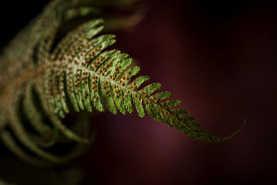 Close-up of fern leaves